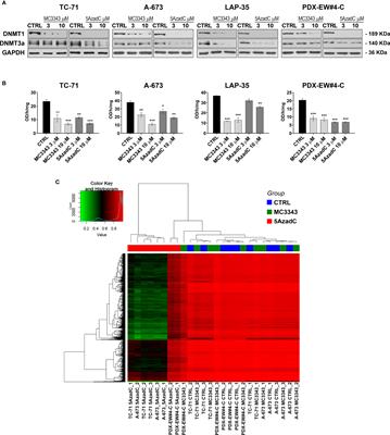 Novel Targeting of DNA Methyltransferase Activity Inhibits Ewing Sarcoma Cell Proliferation and Enhances Tumor Cell Sensitivity to DNA Damaging Drugs by Activating the DNA Damage Response